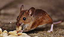 24 Hour & Emergency Exterminators in Sardinia, SC